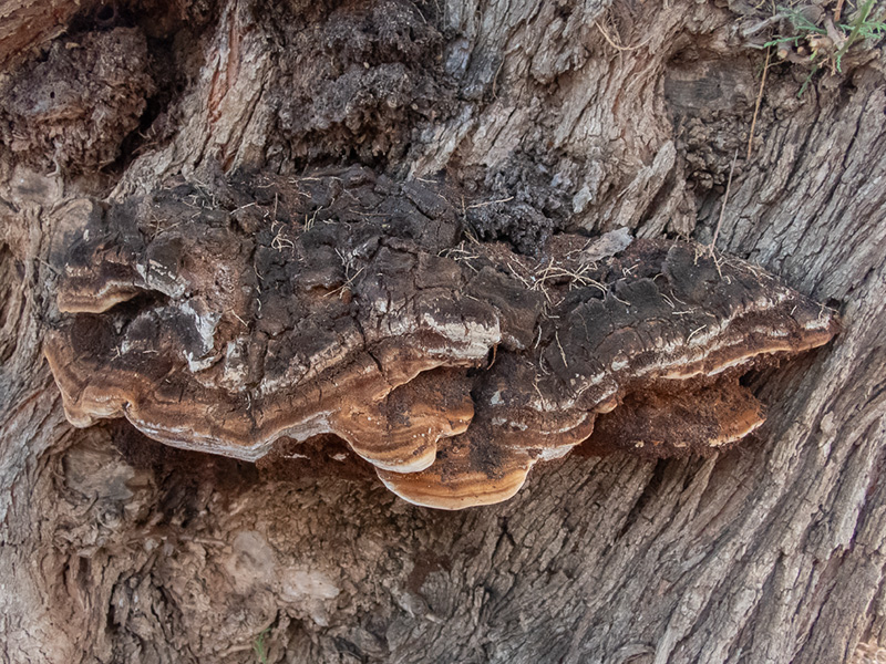 Inonotus tamaricis